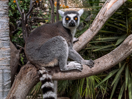 Tenerife Zoo Monkey Park